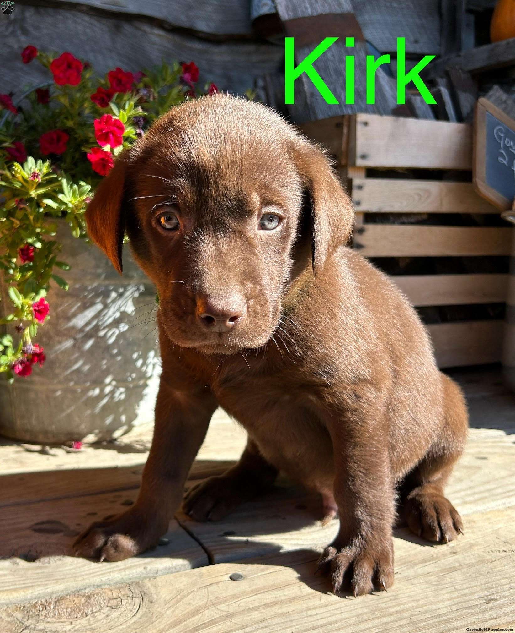 Kirk Chocolate Labrador Retriever Puppy For Sale in Pennsylvania